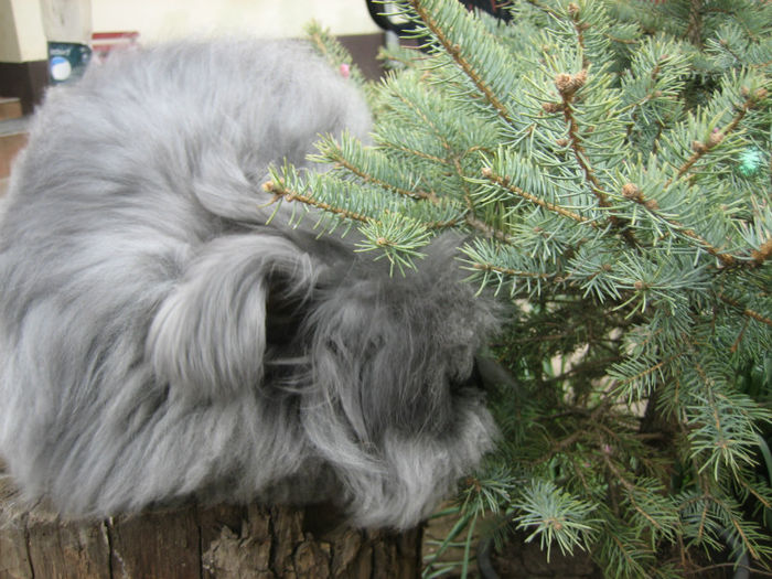 English Angora Rabbit
