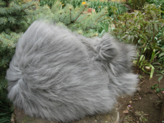 English Angora Rabbit