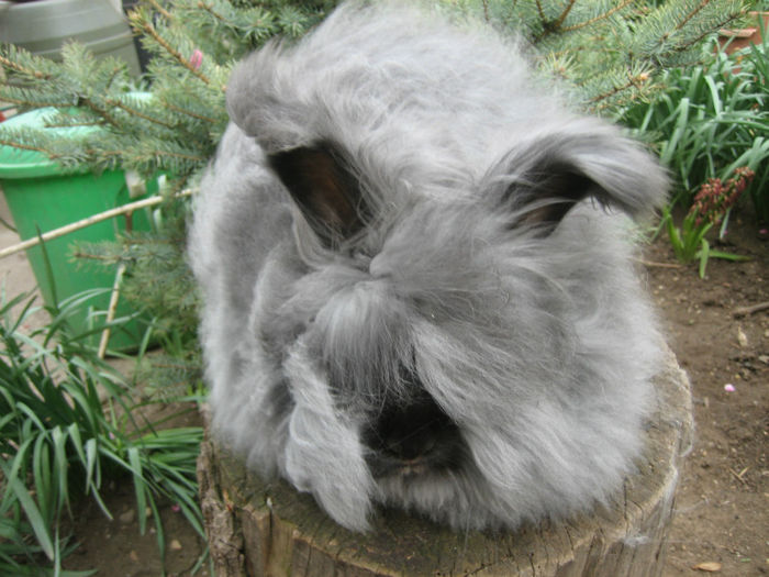 English Angora Rabbit