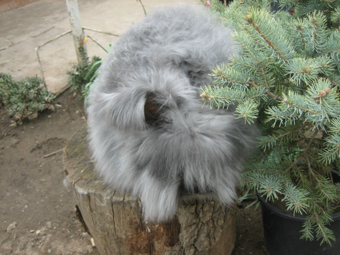 English Angora Rabbit