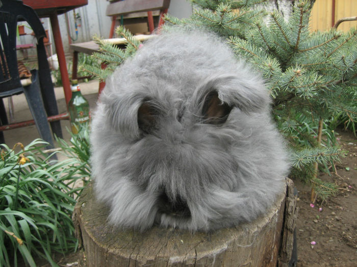 English Angora Rabbit