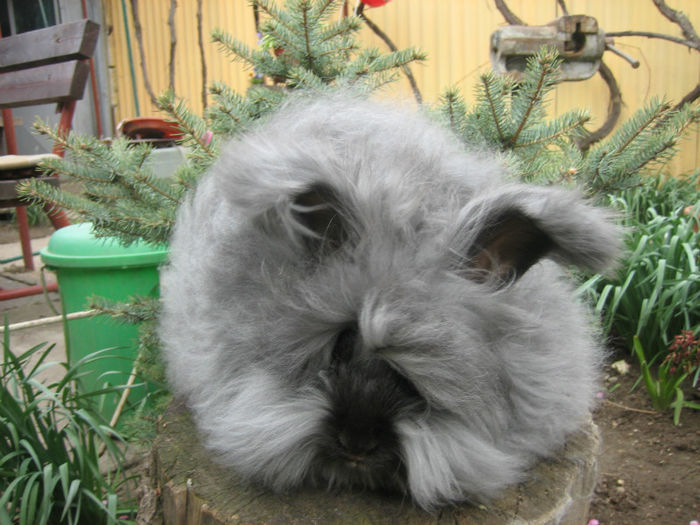 English Angora Rabbit