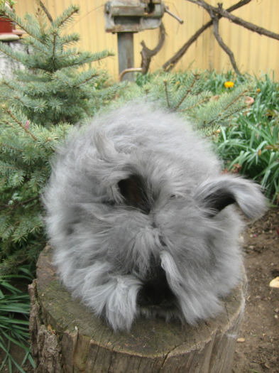 English Angora Rabbit