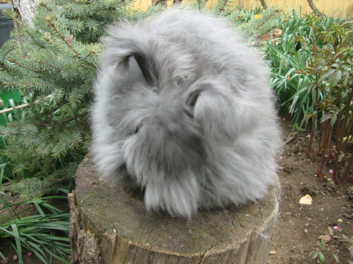 English Angora Rabbit