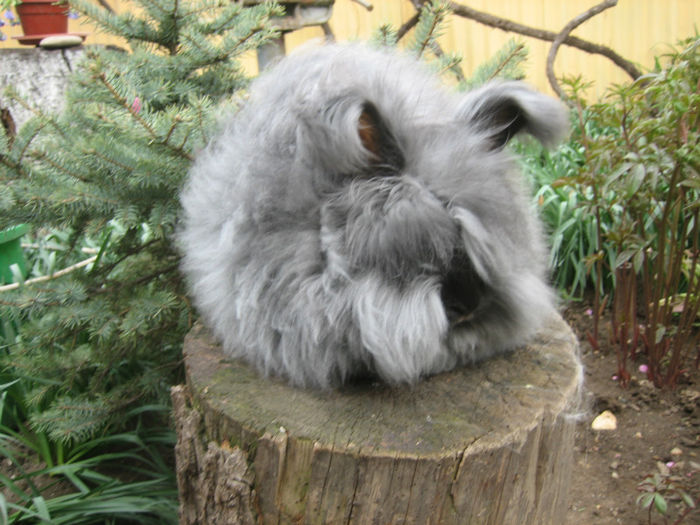 English Angora Rabbit
