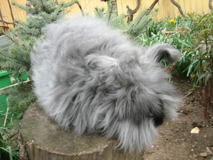 English Angora Rabbit