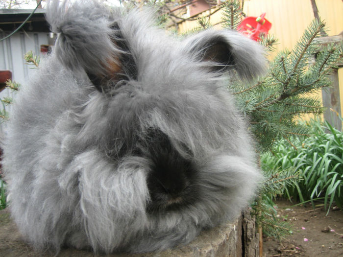 English Angora Rabbit