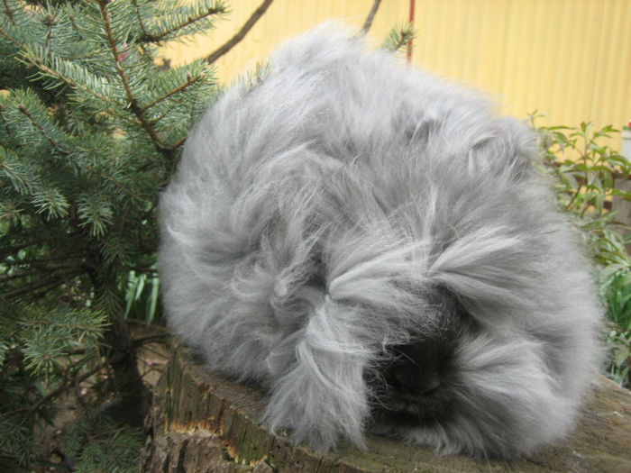 English Angora Rabbit