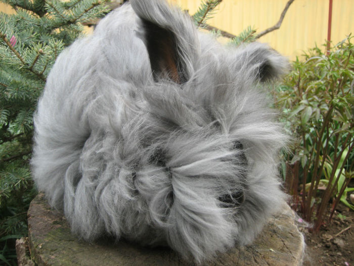 English Angora Rabbit