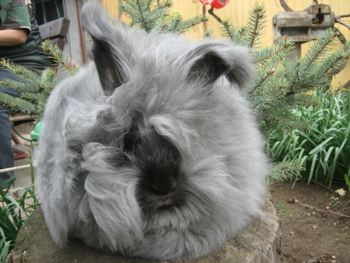 English Angora Rabbit