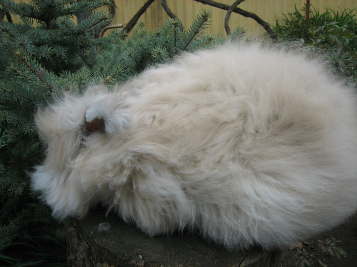 English Angora Rabbit - Femela 5 la 5 luni