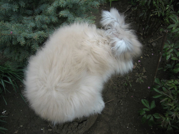 English Angora Rabbit