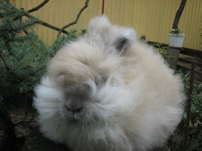 English Angora Rabbit