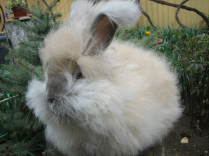 English Angora Rabbit