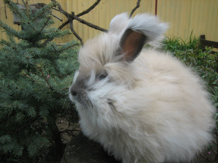 English Angora Rabbit