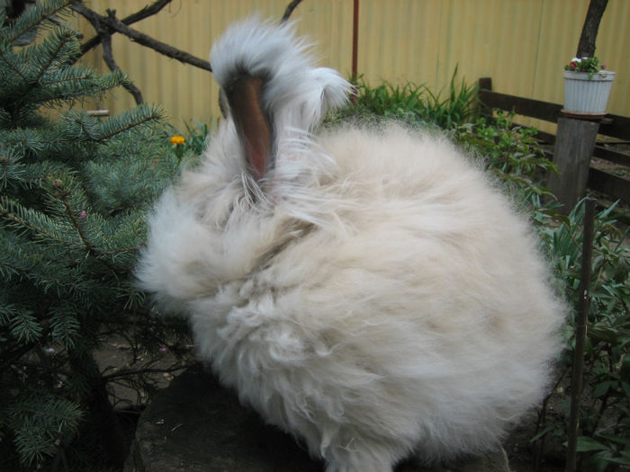 English Angora Rabbit