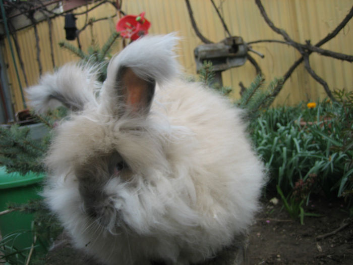 English Angora Rabbit