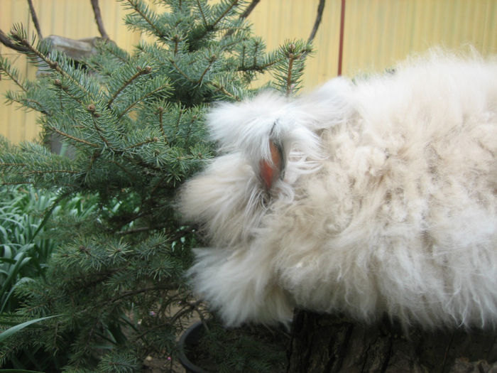 English Angora Rabbit