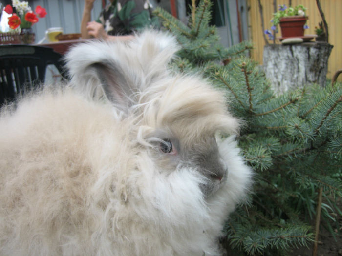 English Angora Rabbit