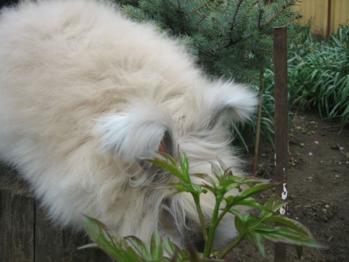 English Angora Rabbit