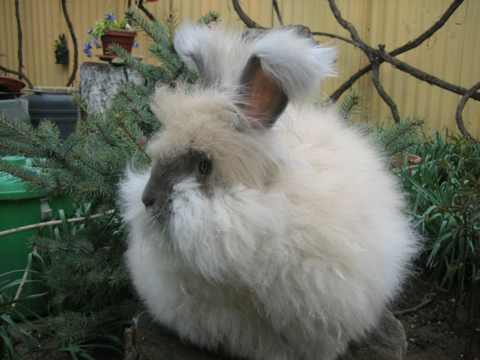 English Angora Rabbit - Femela 5 la 5 luni