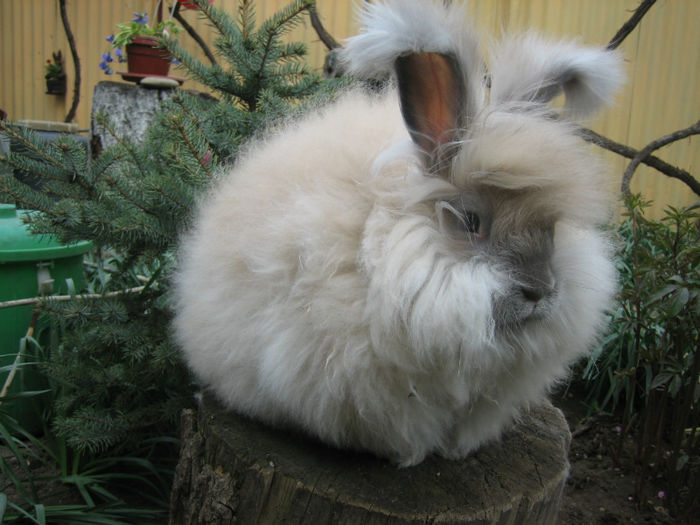 English Angora Rabbit