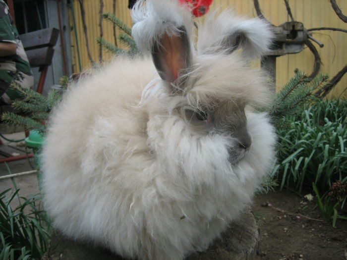 English Angora Rabbit - Femela 5 la 5 luni