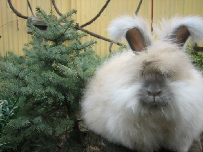 English Angora Rabbit