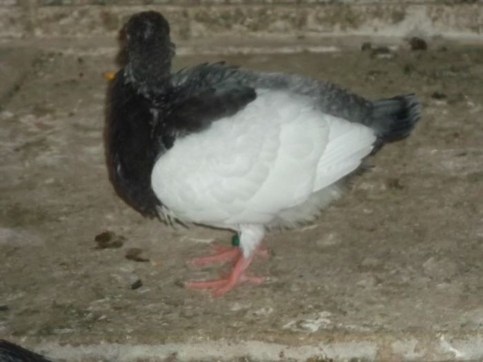 OARE UNDE SUNT SURATELE ?? - 0000PORUMBEI COTOFENE GERMANE ELSTERPURZLER