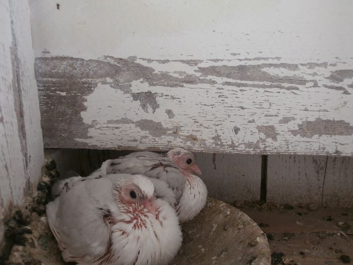 P4200115 - F- PUI 2013