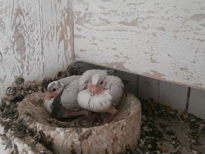 P4200116 - F- PUI 2013