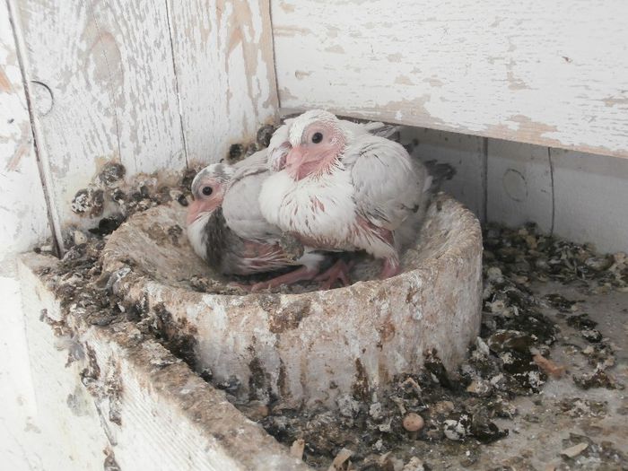 P4200117 - F- PUI 2013