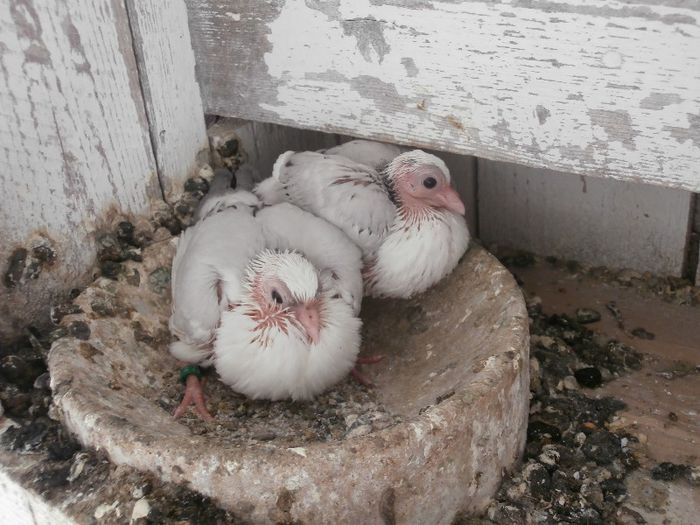 P4200118 - F- PUI 2013