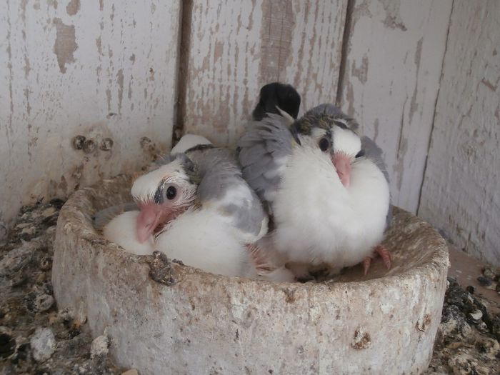 P4200119 - F- PUI 2013