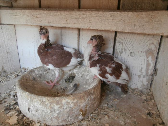 P4200120 - F- PUI 2013