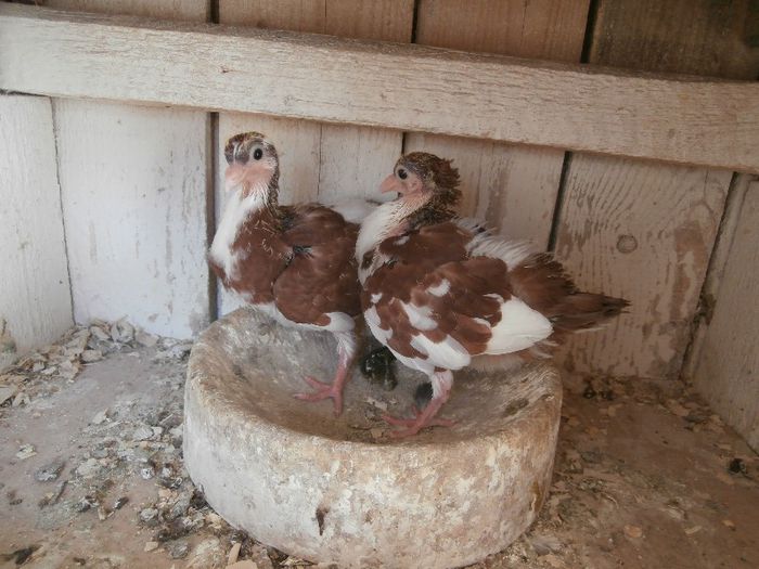 P4200121 - F- PUI 2013