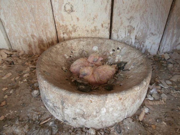 P4200122 - F- PUI 2013