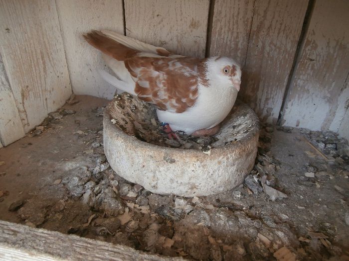 P4200123 - F- PUI 2013