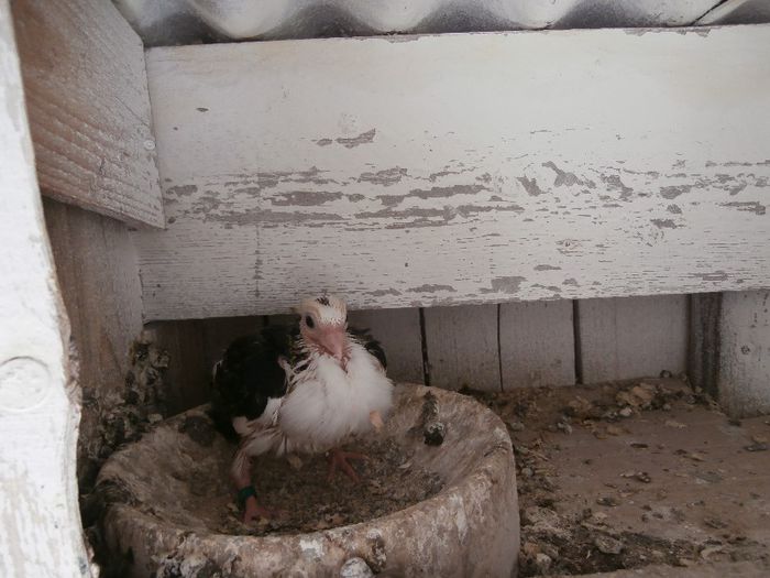 P4200125 - F- PUI 2013