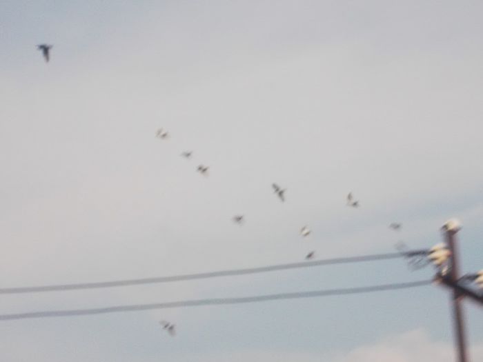 DSCF1306 - voiajori mei 2013