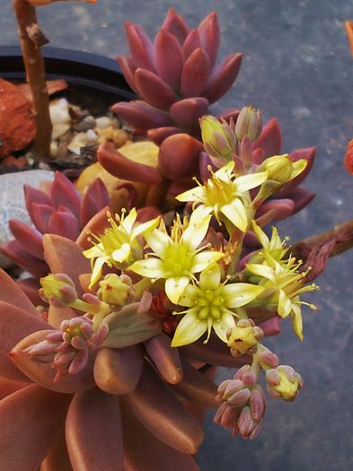 Graptosedum bronze