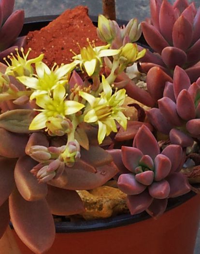 Graptosedum bronze - Graptosedum x bronze