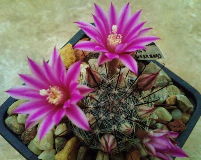 Mammillaria longiflora