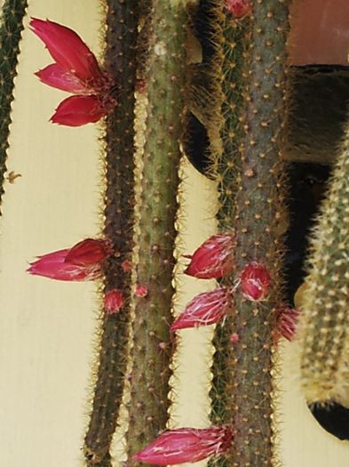 Aporocactus flagelliformis - Aporocactus flagelliformis