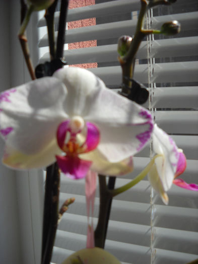 20.04.013 - Orhideea - Phalaenopsis-Cambria