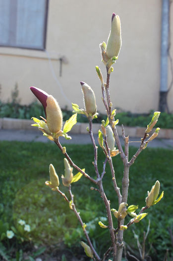 IMG_8890; Magnolia
