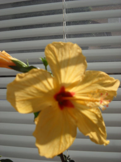 cairo yellow-19 .04.013 - HIBISCUS- 2013