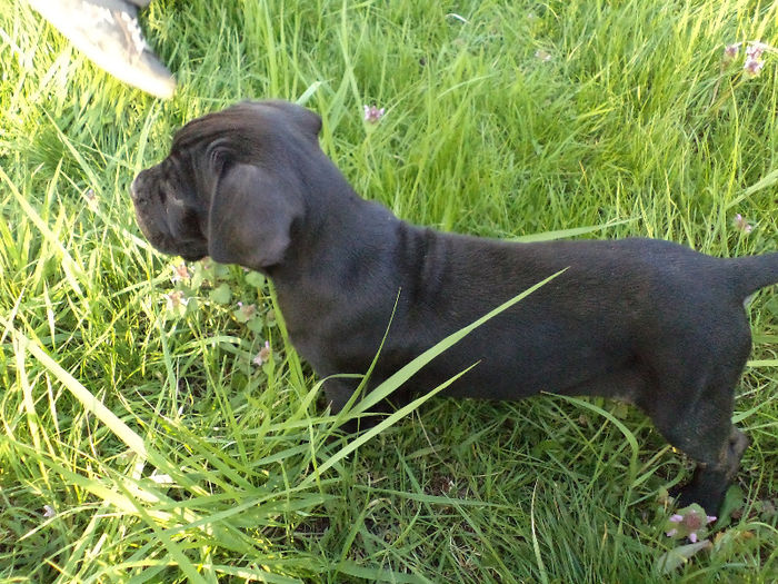 DSC02100 - 2 angel cane corso