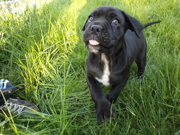 DSC02103 - 2 angel cane corso