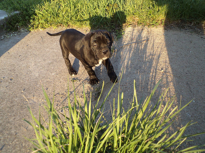 DSC02110 - 2 angel cane corso